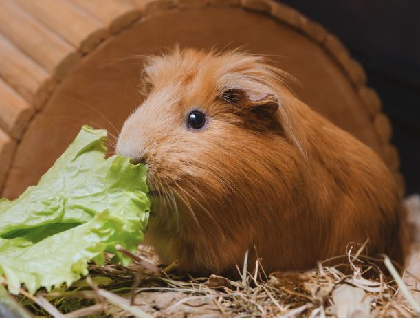 Lettuce Can Guinea Pigs Eat